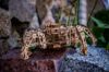 Picture of UGEARS 121294 Mechanical Hexapod Explorer model kit