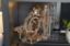 Picture of UGEARS 121287 Mechanical Marble Run Stepped Hoist model kit 