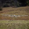 Picture of E-Flite EFL32250 Conscendo 2.0m BNF Basic with AS3X+ and SAFE Select